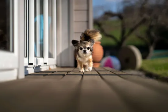 Chihuahua – pielęgnacja rasy