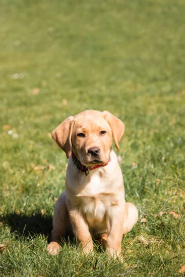Labrador retriever - pielęgnacja rasy