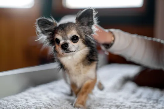 Chihuahua – zdrowie rasy