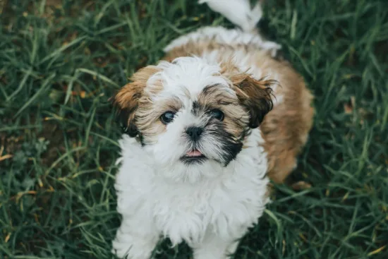 Shih Tzu – szkolenie rasy