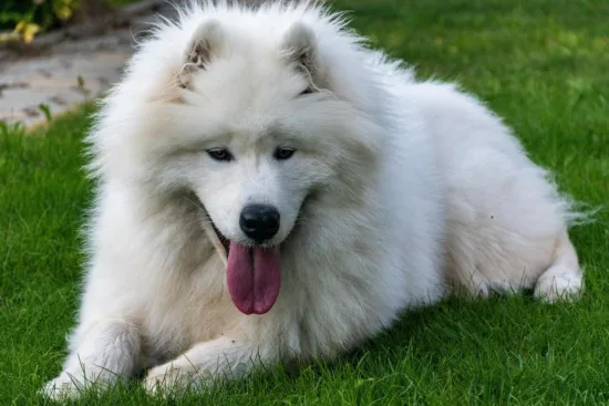 Samoyed – pielęgnacja rasy