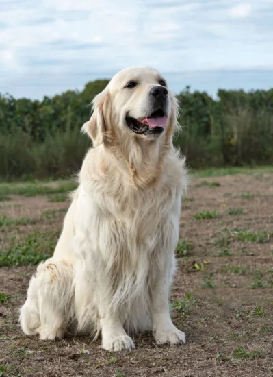 Golden Retriever – Szkolenie Rasy