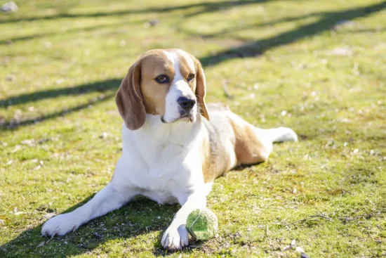 Beagle – szkolenie rasy