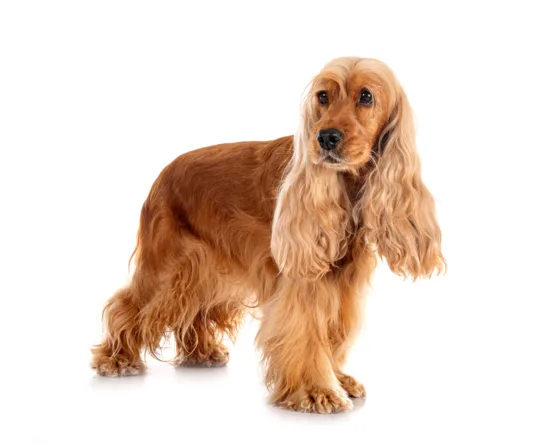 Cocker spaniel angielski – pielęgnacja rasy