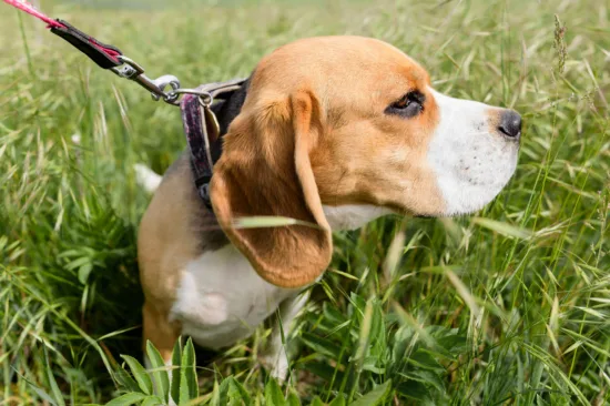 Beagle – charakterystyka rasy