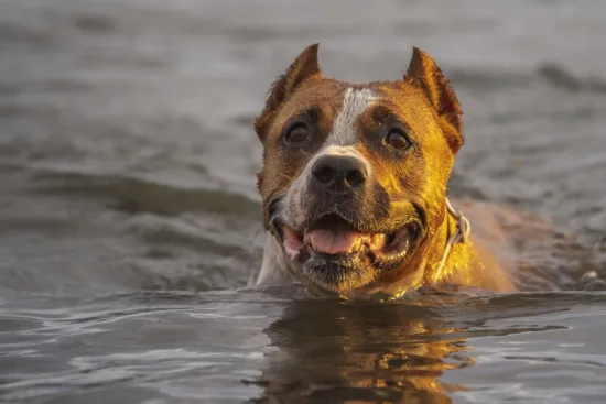 Amerykański Staffordshire Terrier – pielęgnacja rasy