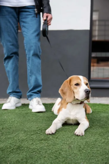 Beagle – pielęgnacja rasy