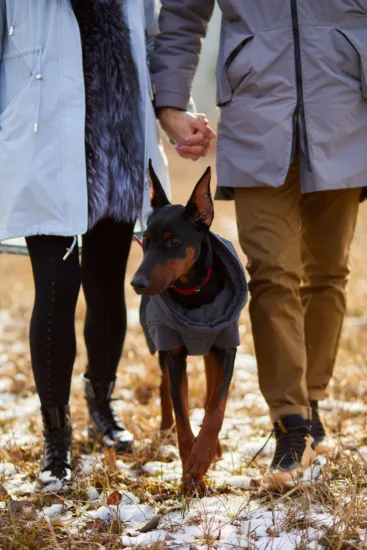 Dobermann – wygląd rasy