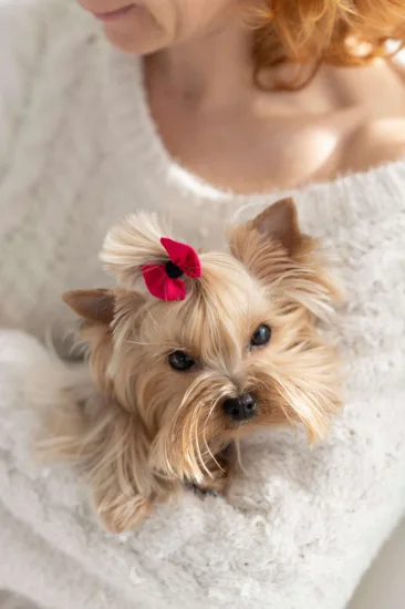 Yorkshire terrier – wygląd rasy