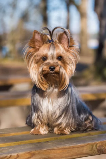 Yorkshire terrier – historia i pochodzenie rasy