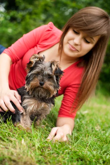 Yorkshire terrier – pielęgnacja rasy