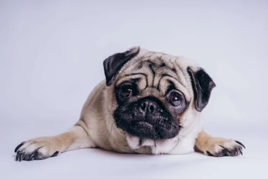 Mops – historia i pochodzenie rasy