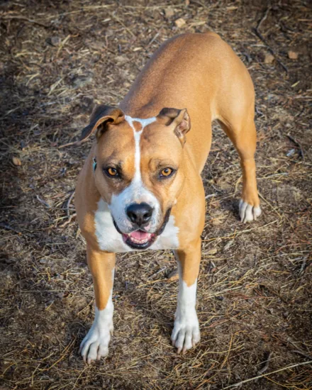 Amerykański Staffordshire Terrier – charakterystyka rasy