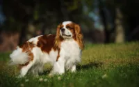 Cavalier King Charles Spaniel