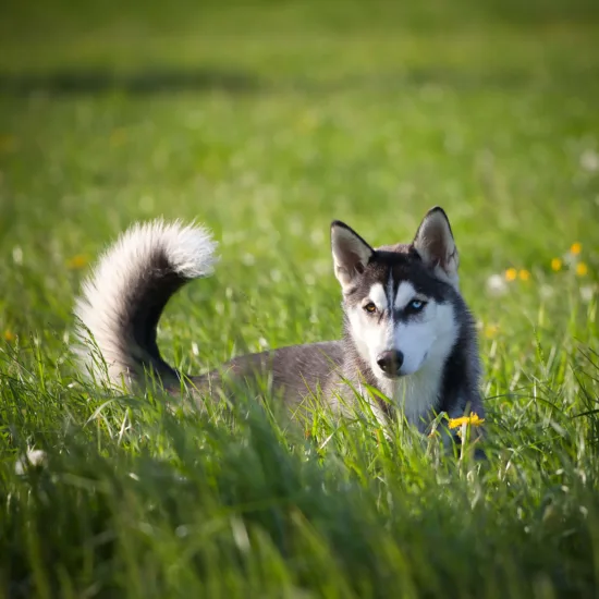 Husky syberyjski – pielęgnacja rasy