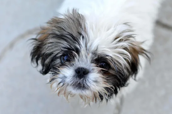 Shih Tzu – zdrowie rasy