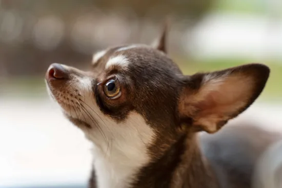 Chihuahua – szkolenie rasy
