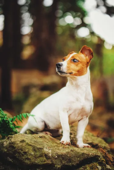 Jack Russell terrier – wygląd rasy