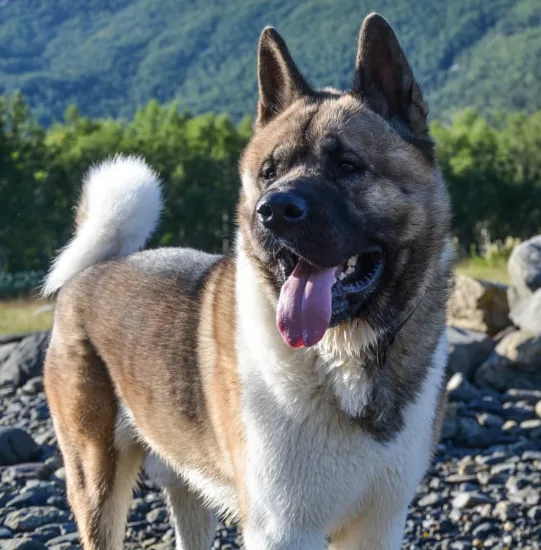 Akita Amerykańska - wygląd rasy