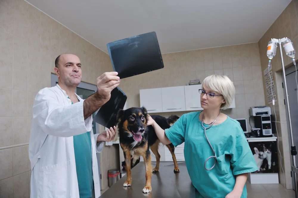 Apto-Flex – kompleksowe wsparcie dla stawów psów i kotów