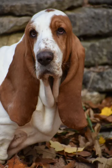 Basset hound - wygląd rasy