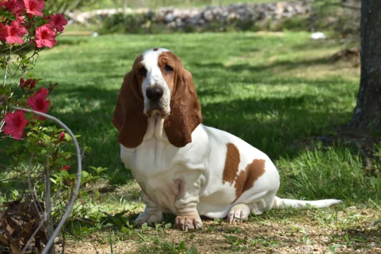 Basset hound