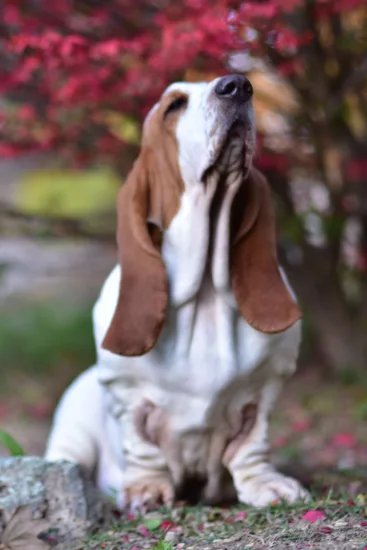 Basset hound - charakterystyka rasy