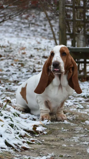 Basset hound - pielęgnacja rasy