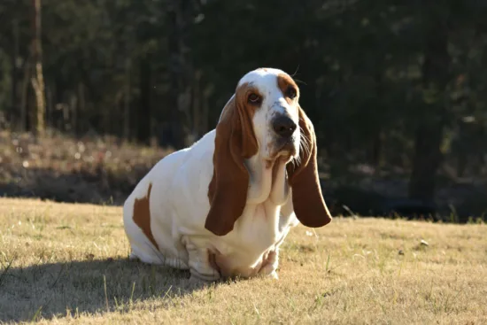 Basset hound - szkolenie rasy