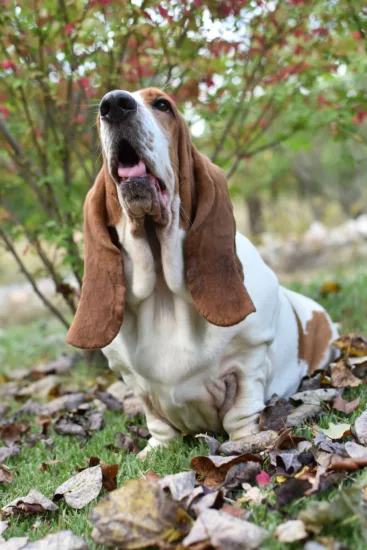 Basset hound - żywienie rasy