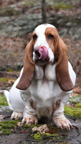 Basset hound - zdrowie rasy