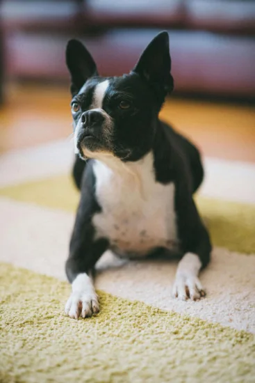 Boston terrier – charakterystyka rasy