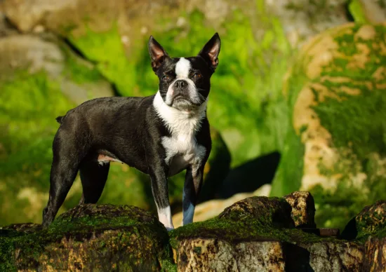 Boston terrier – wygląd rasy