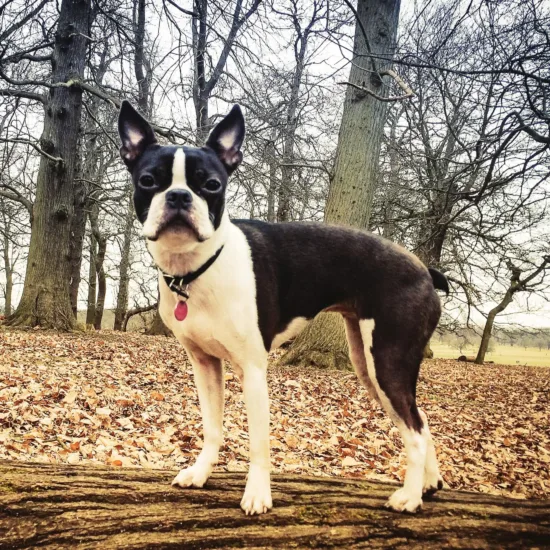Boston terrier – wychowanie rasy