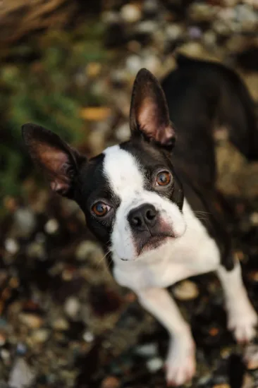 Boston terrier – zdrowie rasy