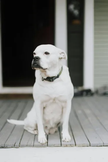Buldog amerykański – pielęgnacja rasy