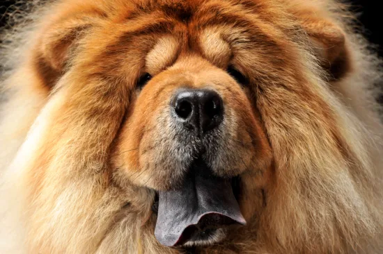 Chow Chow – zdrowie rasy