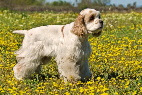 Cocker spaniel amerykański – szkolenie rasy