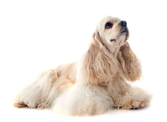 Cocker spaniel amerykański – żywienie rasy