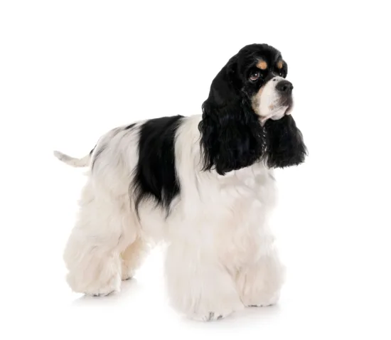 Cocker spaniel amerykański – pielęgnacja rasy