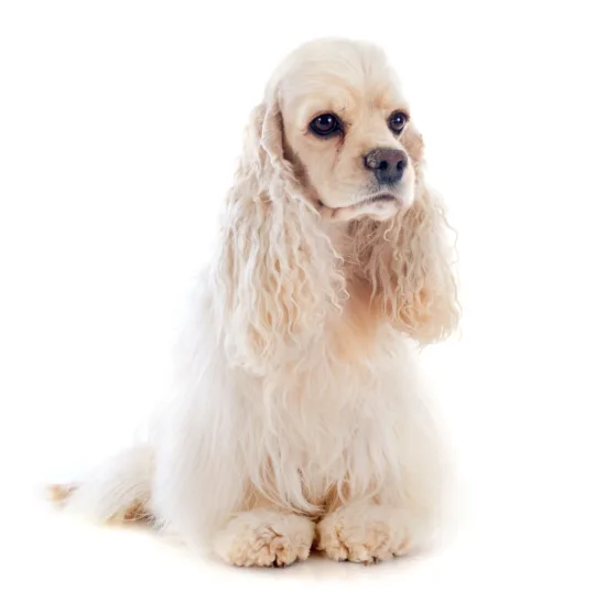 Cocker spaniel amerykański – wygląd rasy