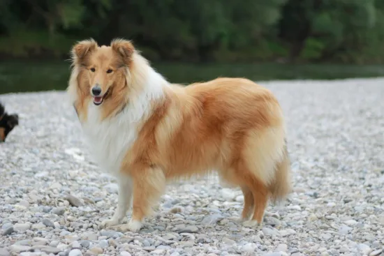 Collie długowłosy – charakterystyka rasy