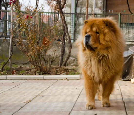 Chow Chow – cena rasy i koszt utrzymania