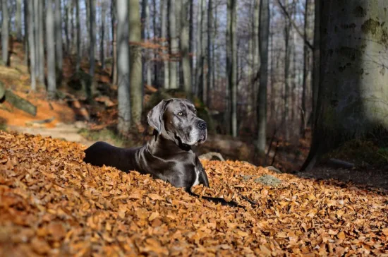 Dog niemiecki – żywienie rasy
