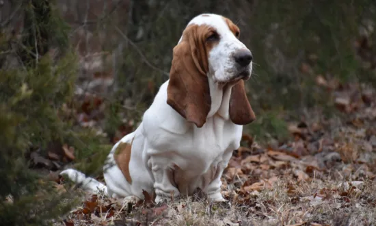 Basset hound - cena rasy i koszt utrzymania