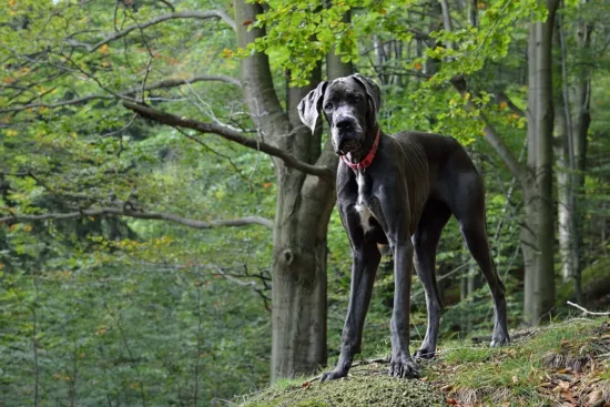 Dog niemiecki – wygląd rasy