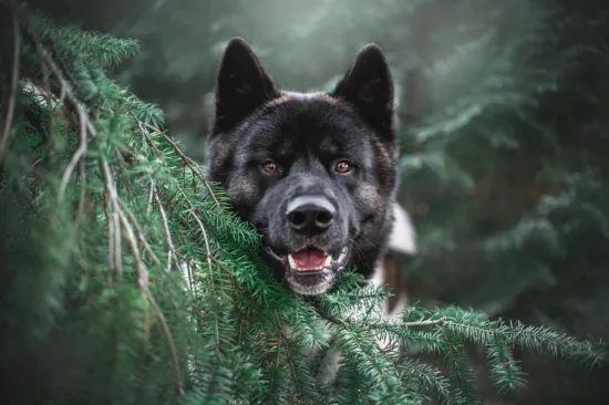 Akita Amerykańska - charakterystyka rasy