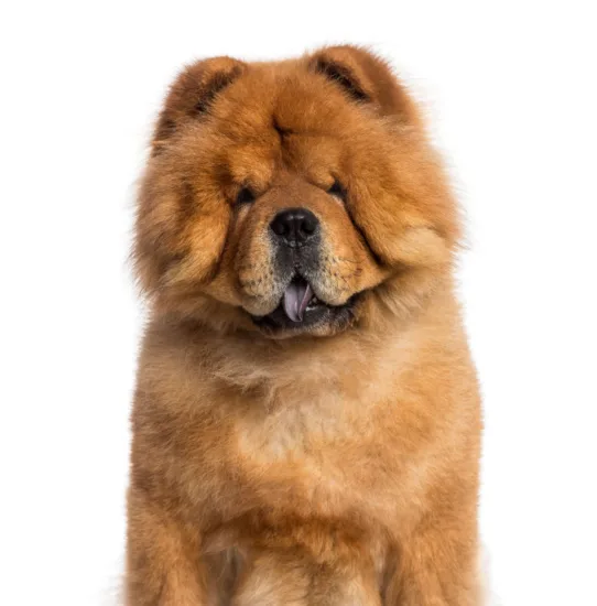 Chow Chow – historia i pochodzenie rasy