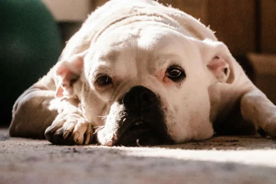 Buldog amerykański – żywienie rasy
