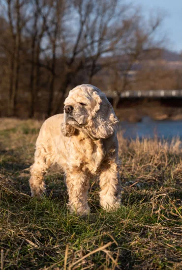 Cocker spaniel amerykański – wychowanie rasy